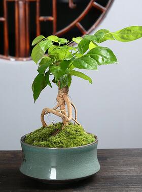 新中式盆景盆栽紫砂铜绿釉大号多肉绿植文竹粗陶透气陶瓷哥窑花盆