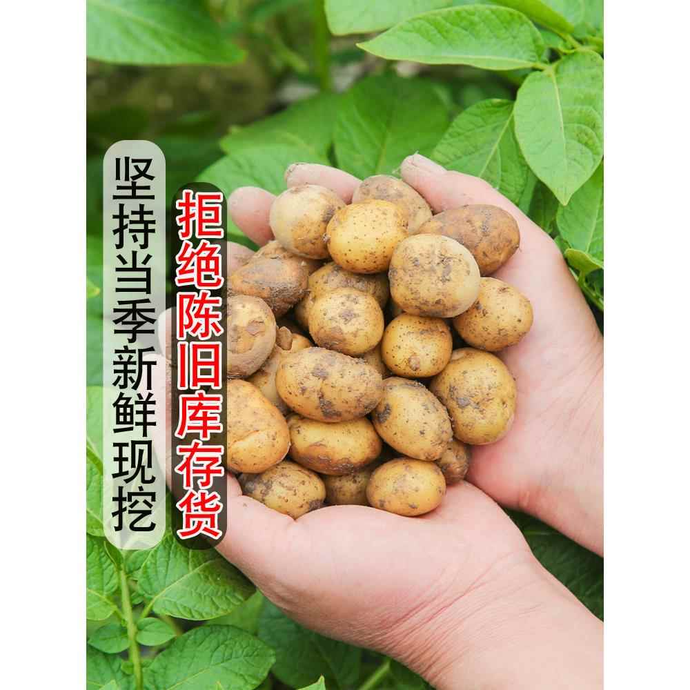 恩施小土豆现挖湖北新鲜黄心土豆10斤当季蔬菜整箱迷你马铃薯洋芋 - 图2