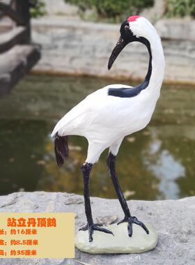 仿真丹顶鹤摆件中式风格装饰工艺品 白鹤盆景造景飞鹤工艺摆饰