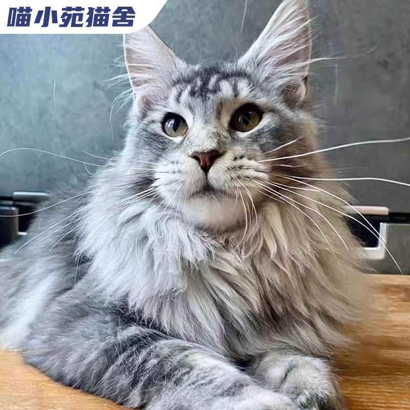 纯种缅因猫宠物猫咪布偶猫卷毛德文猫蓝猫暹罗猫层渐金美短英短 - 图1