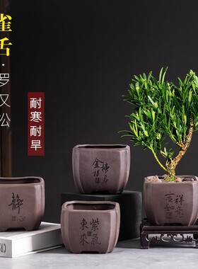 中式紫砂罗汉松花盆陶瓷家用四方透气桌面绿植专用盆栽盆带托盘