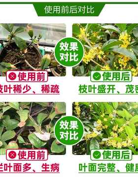桂花树专用肥料养护营养液家庭园艺四季通用复合肥绿植促花养花花