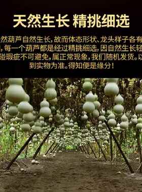 纯天然野生红色葫芦中国结直径30-60五福八卦葫芦居家门对门破解