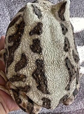创意仿真树脂青蛙雕像户外庭院艺术装饰居家桌面玄关摆件