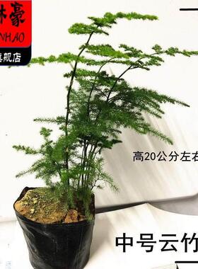 唐山矮生云竹文竹云松竹办公室内好养绿植桌面小盆栽