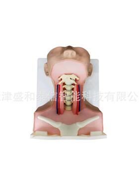 北京天津医学仿真人体模型手术实训仿真模型关节手术实训仿真模型