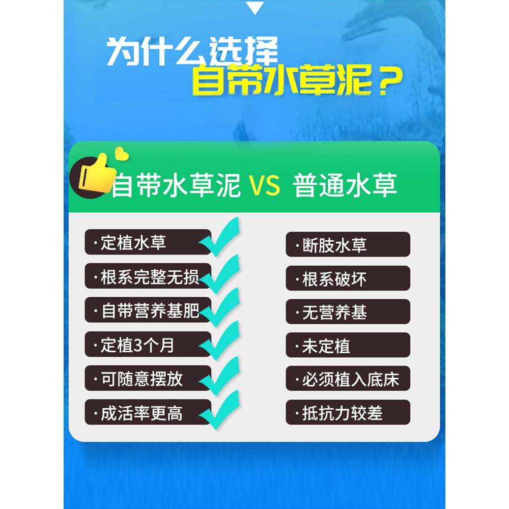 鱼缸专用活体水草植物趴地真草水培新手懒人水榕无土增氧坨草造景 - 图1