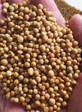 普兰西家庭园艺进口复合肥14-14-14花卉通用控释肥8-9月缓释肥