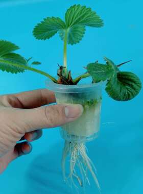 壁挂式管道立体水培种菜机家庭阳台无土栽培设备水耕蔬菜种植花架