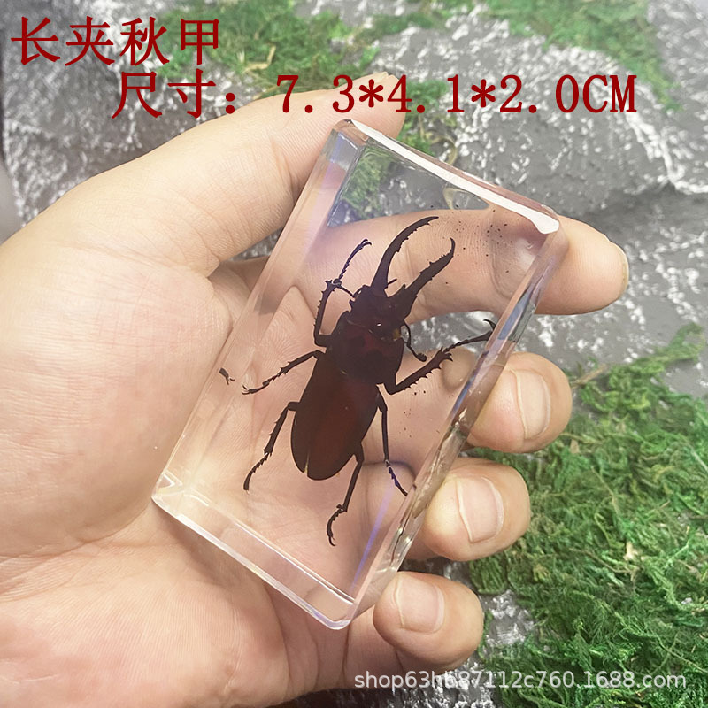 小动物昆虫标本树脂海洋动物水晶琥珀标本蝎子蜘蛛蚂蚁螃蟹真虫 - 图0