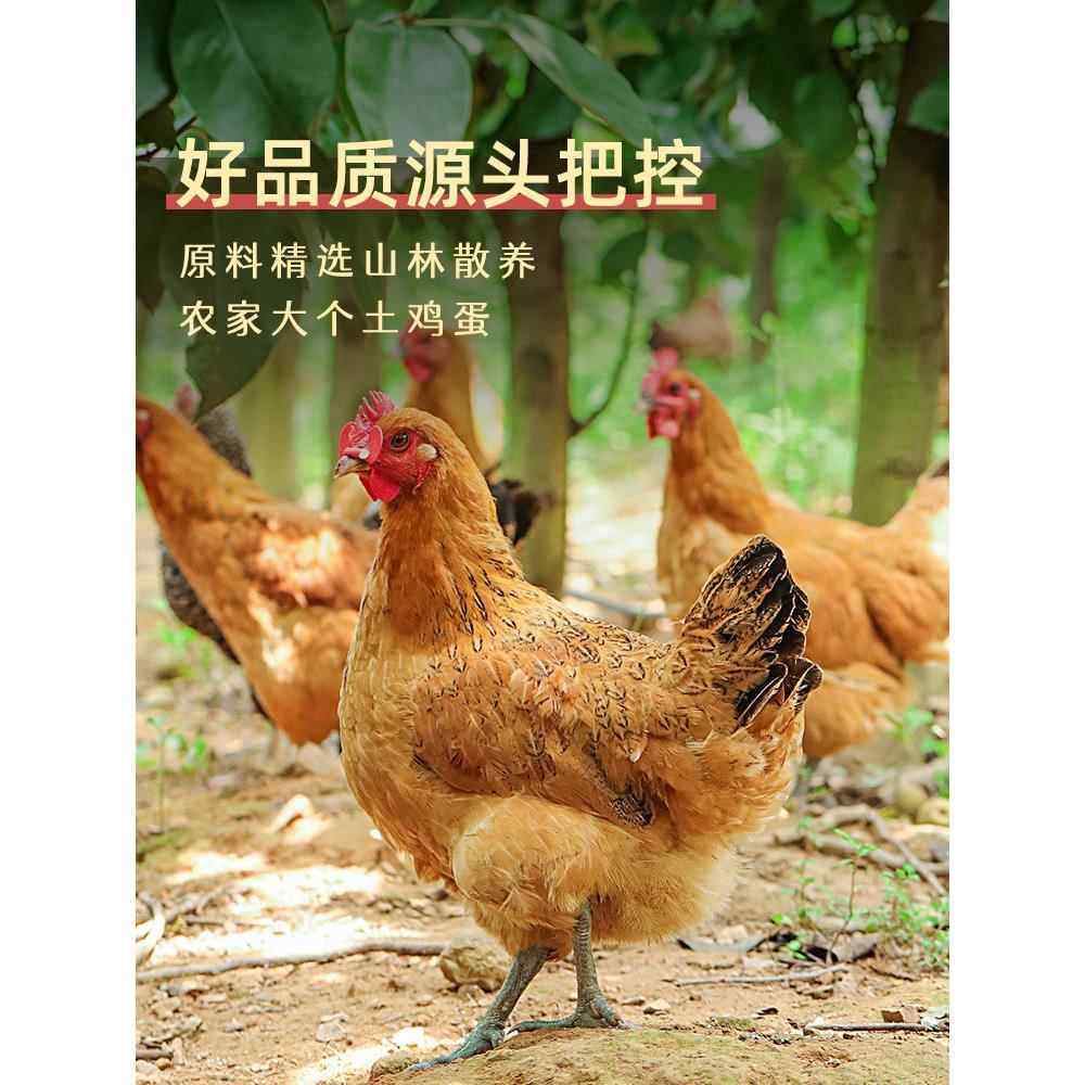 乡公馆五香土鸡活珠子13天新鲜开袋即食毛蛋凤凰蛋胚胎喜蛋旗舰店,淘宝优惠券,粉丝福利购,淘宝优惠卷