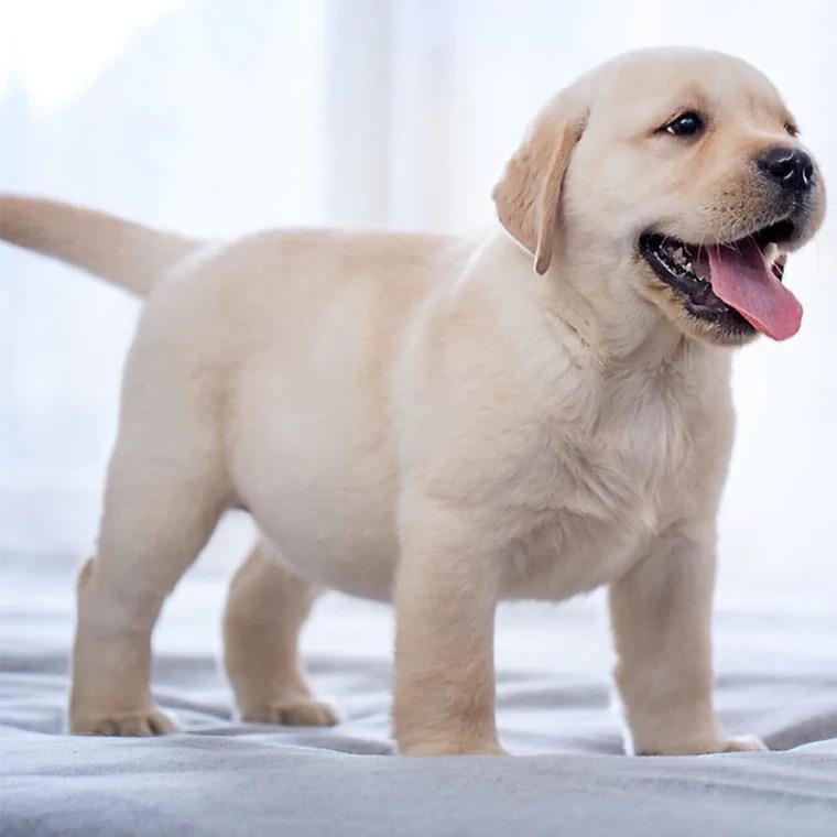 拉布拉多幼犬纯种双血统短毛导盲犬活体黑色小狗幼崽金毛活物宠物 - 图1