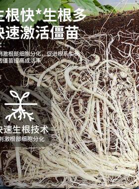 快速生根粉植物通用树木移栽扦插花卉专用强力生根粉官方旗舰店