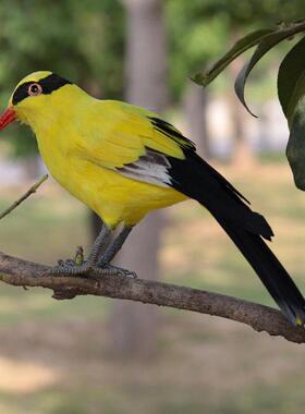 模拟鸟类模型湿地展览馆学校教具定制杜鹃花黑色枕头黄西家燕子遗