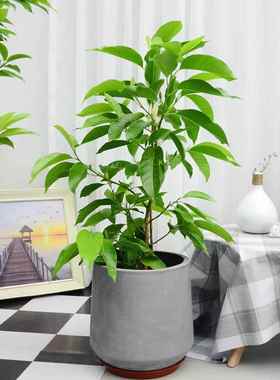 白兰黄兰浓香庭院花园阳台多年生四季种植易成活净化空气易成活