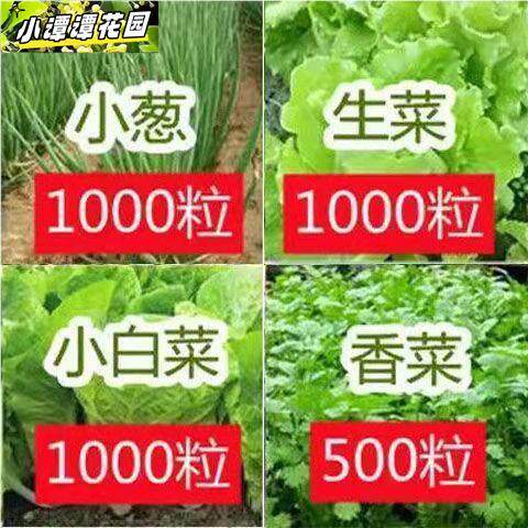 蔬菜大种秋叶菜四香葱季椒大叶菠菜大叶小菠茄菜香播盆大叶菠菜栽 - 图3