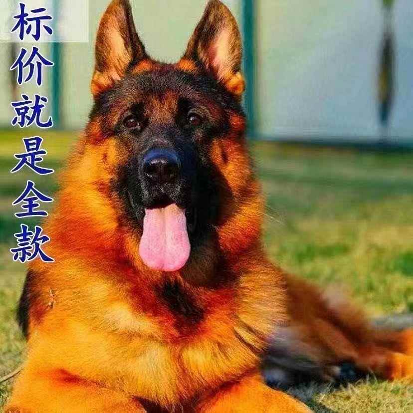 长毛德牧幼犬虎头大型犬警犬德国牧羊犬看门狗真狗正宗黑背弓背犬 - 图1