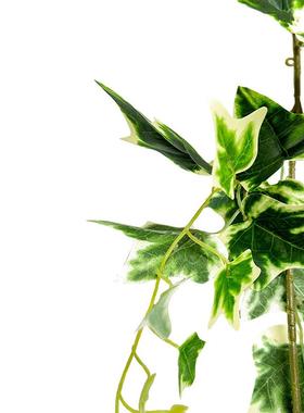 春季自然绿植爬藤蔓绿叶仿真尤加利藤条户外婚礼造景装饰室内布置
