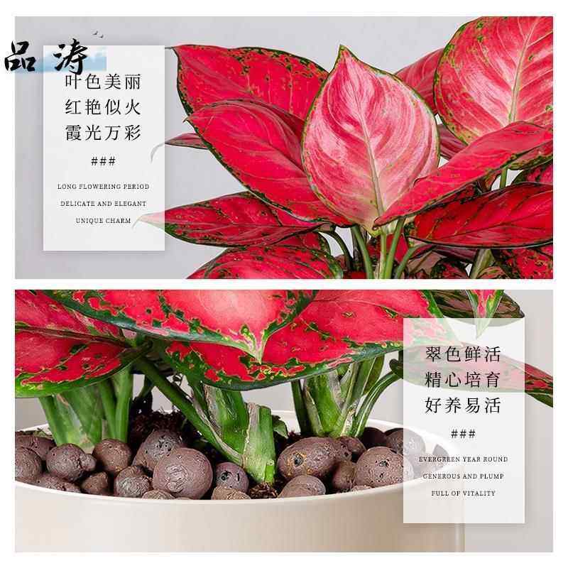 吉利红盆栽如意后室内客厅花卉绿植皇办公室桌面水培植季物四好养,淘宝优惠券,粉丝福利购,淘宝优惠卷