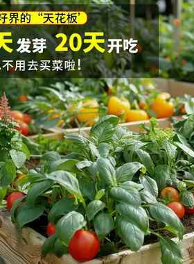 四季播种蔬菜种子青菜香菜白菜生菜番茄小葱黄瓜种子阳台盆栽菜籽