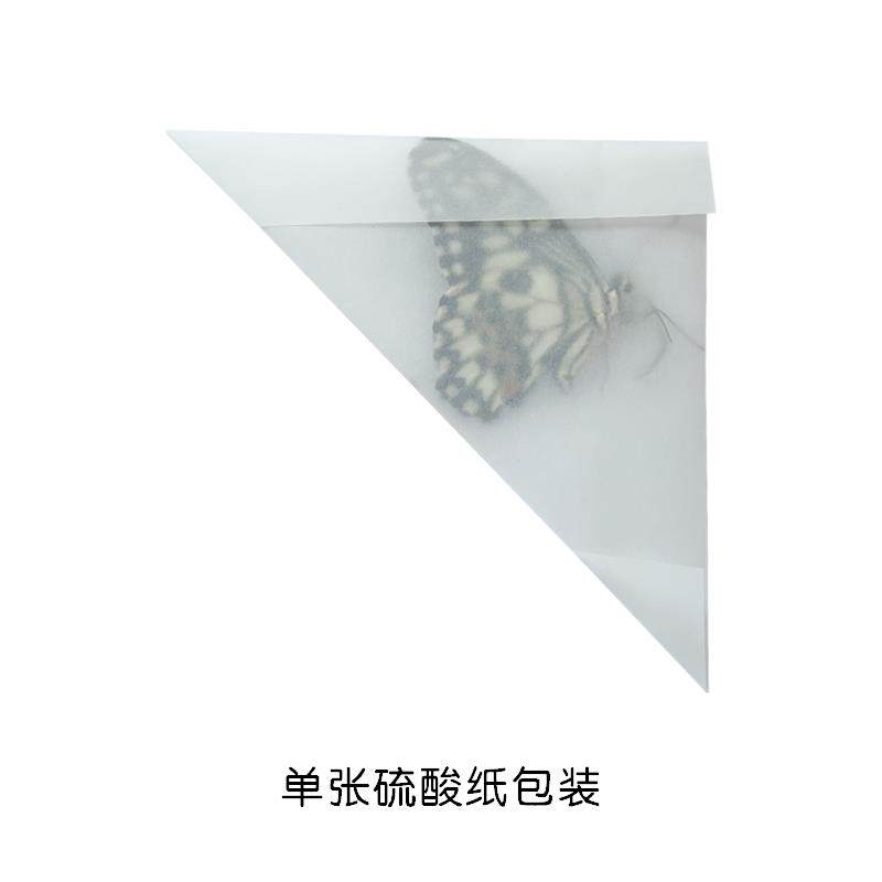 真蝴蝶原蝶达摩凤蝶未展翅蝴蝶标本制作手工diy材料A1/A1-品质,淘宝优惠券,粉丝福利购,淘宝优惠卷