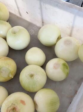 无伤型黄皮洋葱脱皮机红葱扒皮机 圆葱链式剥皮机葱头去皮机
