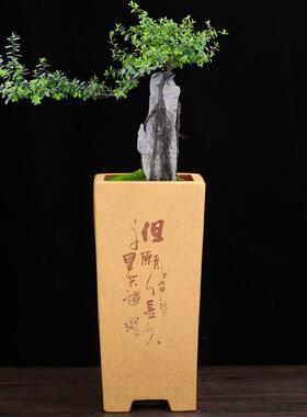 紫砂兰花盆四方透气高签筒刻绘室内桌面君子兰春蕙兰悬崖盆景