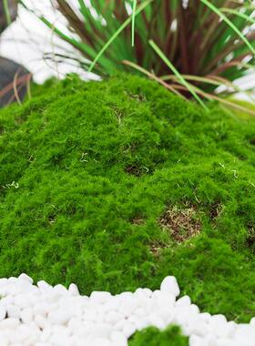 彷真苔藓块青苔植绒摆件软装阳台橱窗造景假山草皮草坪毛石头