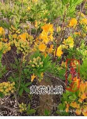 高山原生映山红黄杜鹃黄花黄花黄花绣球耐寒耐热稀有盆栽南北方阳
