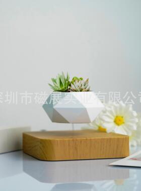 ins真绿植盆栽花卉学生书桌植物小 宿舍植被室内植物小 宿舍女