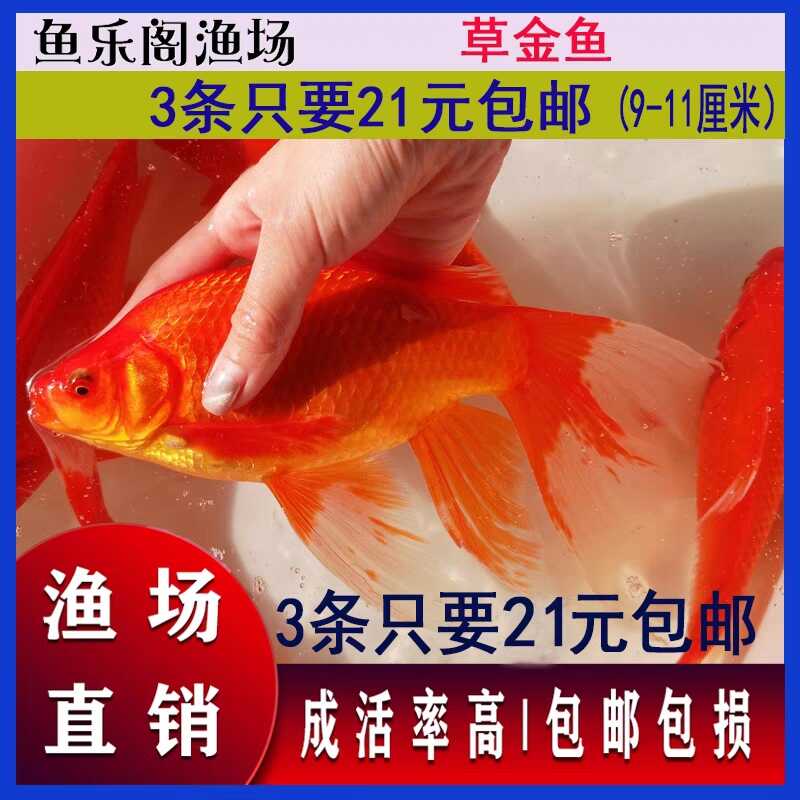 金鱼活体观赏草 新人首单立减十元 22年1月 淘宝海外