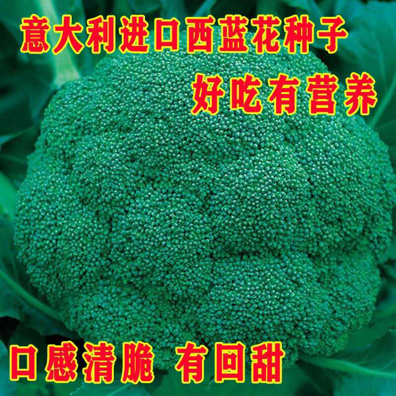 花椰菜种子 新人首单立减十元 21年11月 淘宝海外