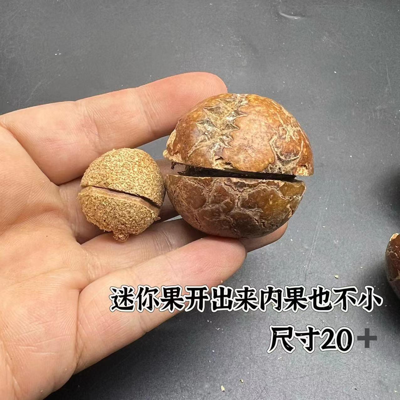 佛心果原籽灯芯菩提原料手串挂坠释迦菩提原果菩提果单颗大果把件 - 图0