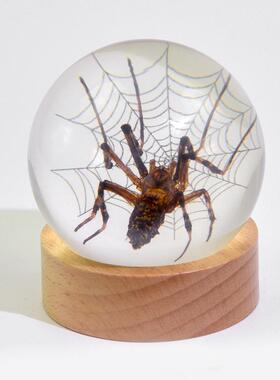 滴胶真实昆虫标本实心水晶圆球摆件树脂滴胶昆虫标本动物真实展示