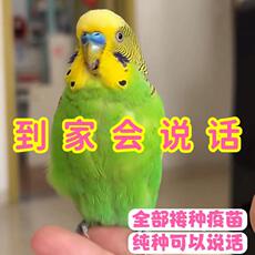 подсвечник 大头虎皮鹦鹉活鸟会说话的手养鹦鹉宠物小鸟幼鸟活体活物观赏鸟类 Jane smell