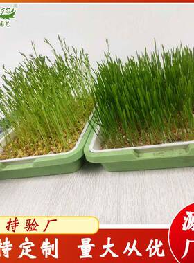 水培育苗托盘塑料生长托盘立体长方形无土种植芽苗菜盘种菜盆