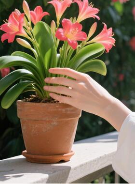 君子兰花园用品营养液盆栽客厅植物小盆栽开花好养活君子兰叶面肥