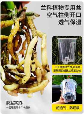 蝴蝶兰兰花控根盆塑料养根盆海芋花烛蔓绿绒镂空透明花盆2024新款