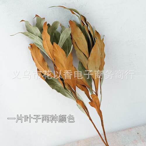 【双色银桦叶】进口干叶材干花束瓶插客厅装饰绿色黄色高级感插花 - 图1
