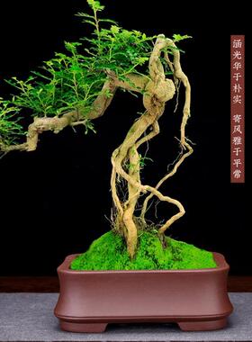 紫砂花盆仿古四方长方形精品兰花盆假山多肉法师阳台盆景跨境园艺