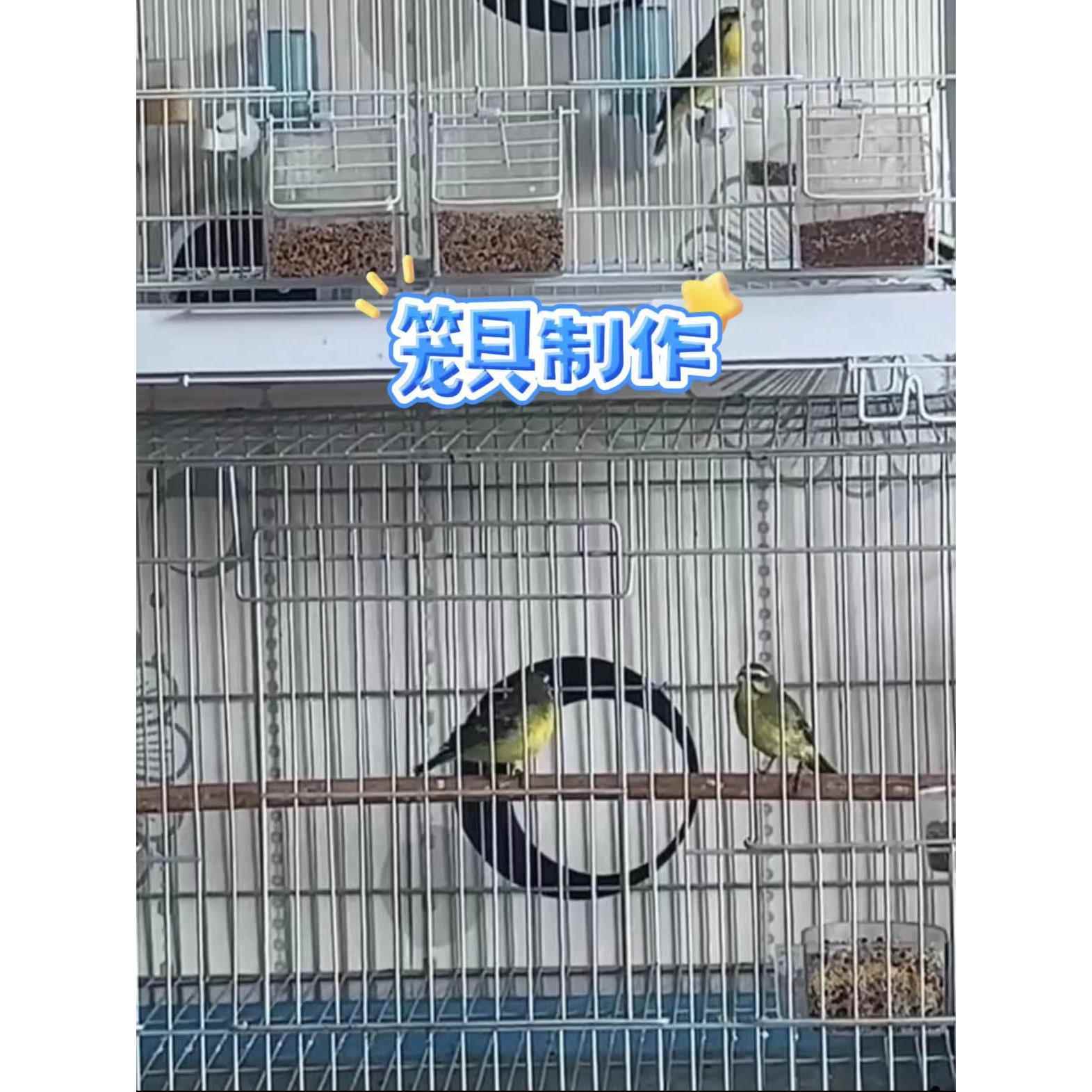 小格铁丝网片鸟笼斗鸡兔笼鸽舍鸽棚围网镀锌网片护栏网做鸟笼专用