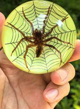 ins风蝴蝶昆虫标本摆件琥珀动物标本蝎子蜘蛛金龟子手工工艺品