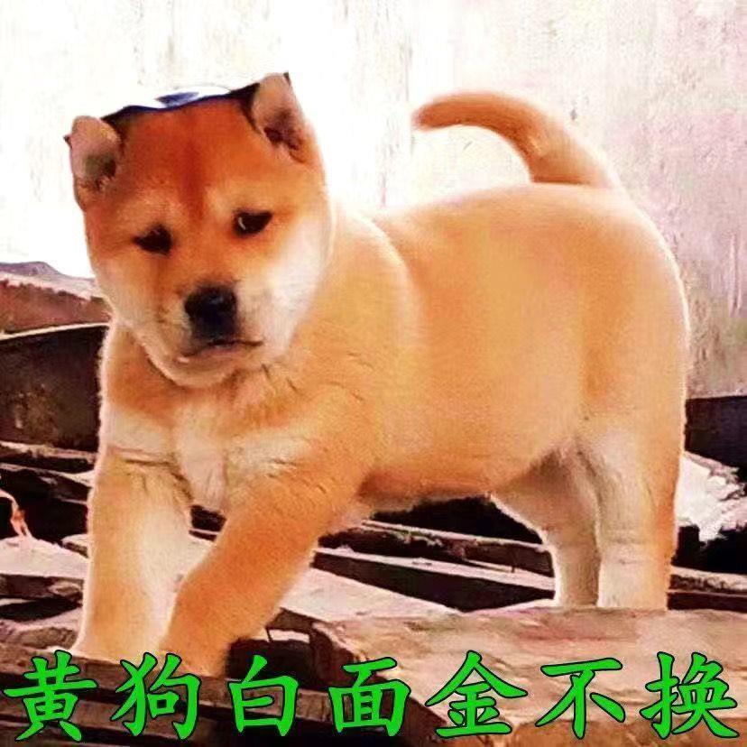 中华田园犬大黄狗活体看家护院四眼铁包金幼犬两个月看家狗活体狗 - 图2