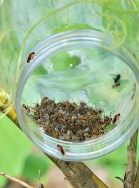 新款 3代果蝇诱捕器果园菜地瓜果实蝇针蜂 果蝇引诱剂内含捕抓器