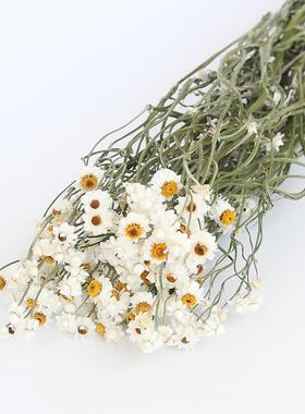白梅银包菊干花永生花礼盒花材家居插花拍照道具浮游瓶香薰材料