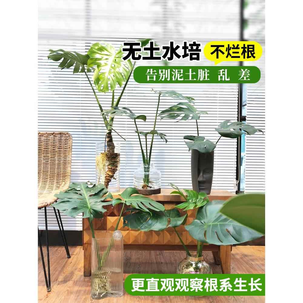 龟背竹水培植物盆栽老桩观叶绿植大叶室内外客厅净化空气四季常青 - 图0