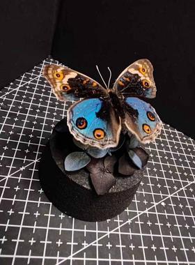 翠蓝眼蛱蝶真蝴蝶艺术标本玻璃罩摆件小众手工生日收藏礼物真蝴蝶