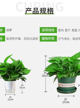 新房吸甲醛净化空气绿萝盆栽室内植物水培大叶绿箩绿植家用花卉