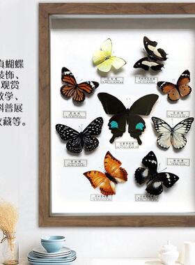 新款真蝴蝶标本相框独立昆虫工艺装饰挂饰墙画科普教学具16寸多蝶