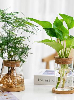 透明简约创意水培植物玻璃花水养绿萝九里香罗汉松盆栽插花